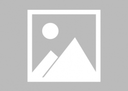 美国狗图片,从街头萌宠到赛级精英